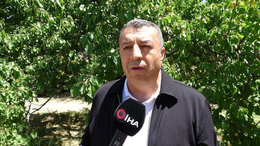 ''Sarı altın''ın başkentinde hasat başladı: İlk ürünler Avrupa'ya yolunda - Resim: 3