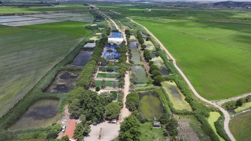 Edirne'den Marmara Bölgesi göletlerine 40 milyon sazan yavrusu - Resim: 3