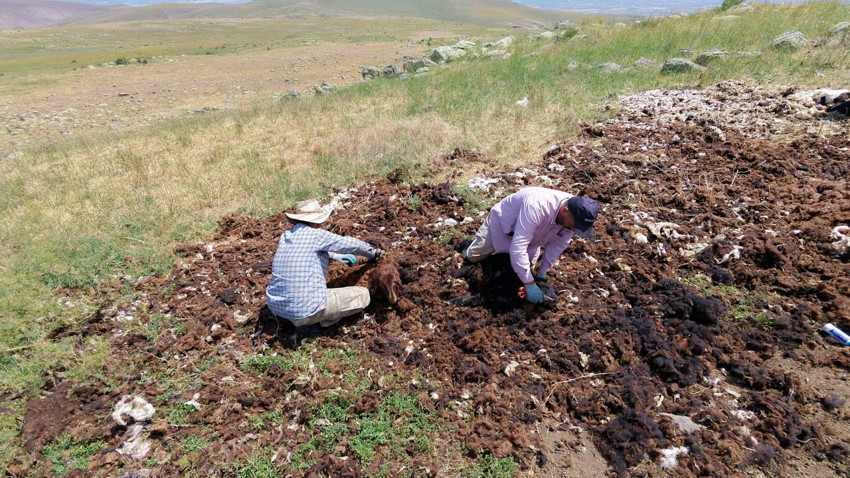 Bir zamanlar altın değerindeydi... Şimdi ise üreticisi hepsini imha ediyor! - Resim: 3