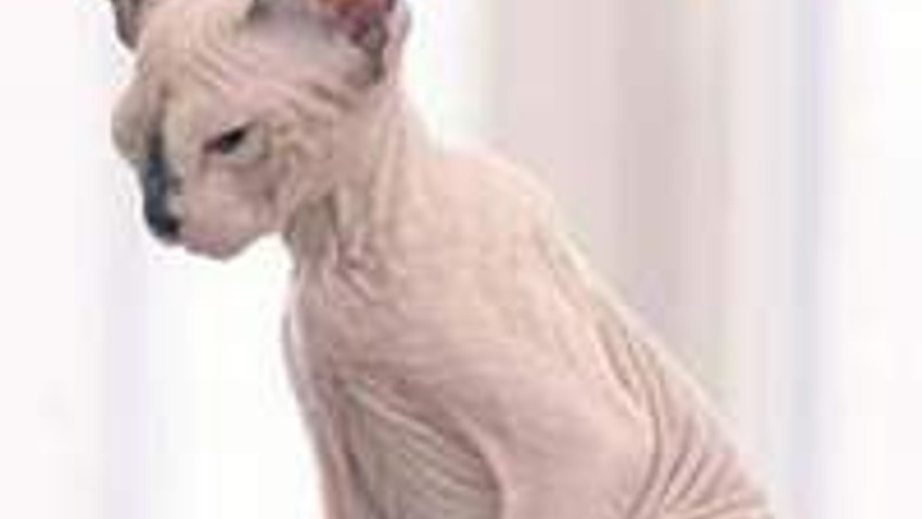 İşte tüysüz kedi !