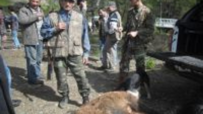Dalaman’da Domuz Sürek Avı