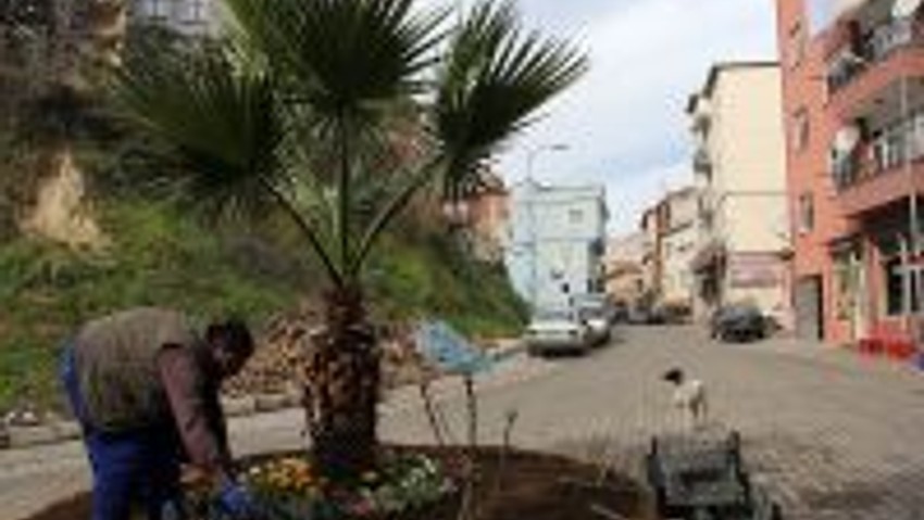 Giresun’un Tirebolu İlçesi Çiçek Açtı