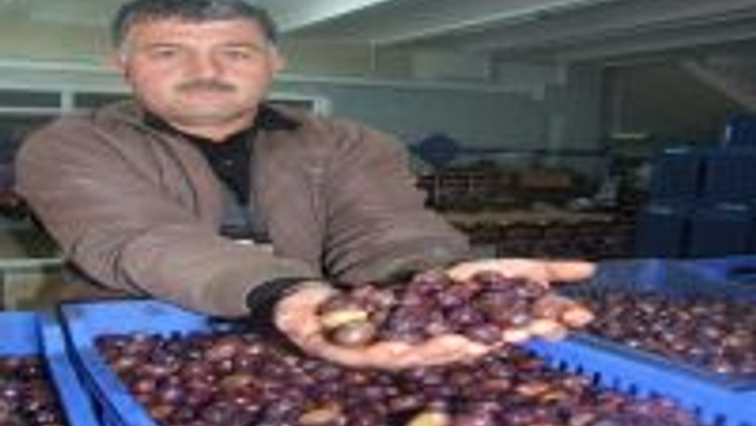 “Eşek” Zeytini Zam Şampiyonu