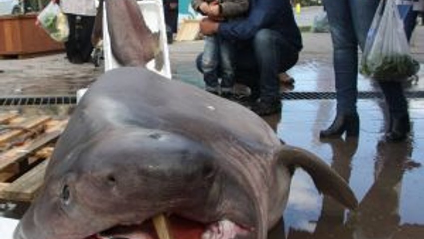 Bursada Balıkçıların Ağına 673 Kiloluk Jaws Takıldı