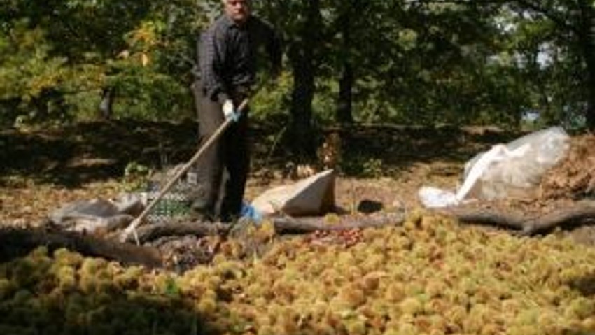 Dağlarda kestane hasadı başladı