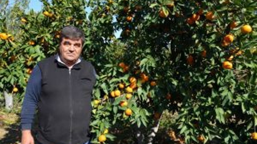 Ayvalık’ta Zeytinden Sonra Mandalina Hasadı Başladı