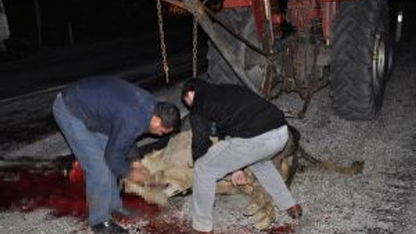 Büyükbaş Havyan Yüklü Kamyon Devrildi: 4 İnek Yol Ortasında Kesildi
