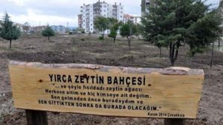 Çanakkalede Yırca Zeytin Bahçesi Oluşturuldu