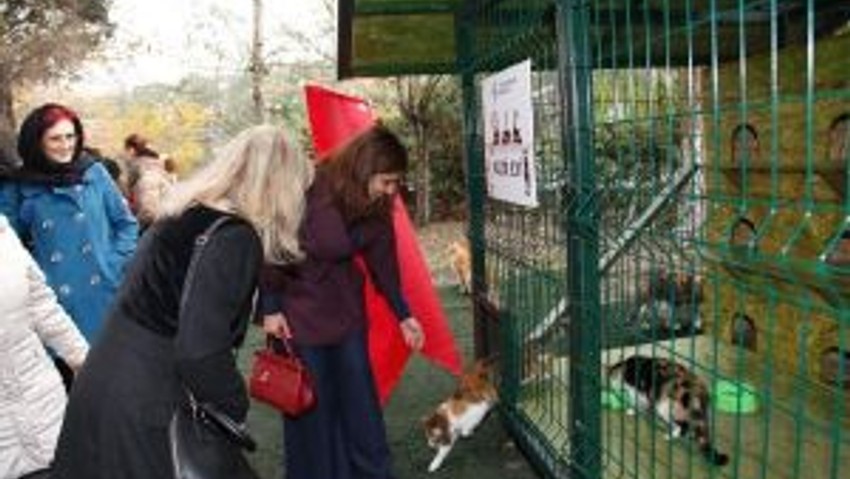 Kedi Evi” Projesi Küçükçekmece’de Hızla Yayılıyor