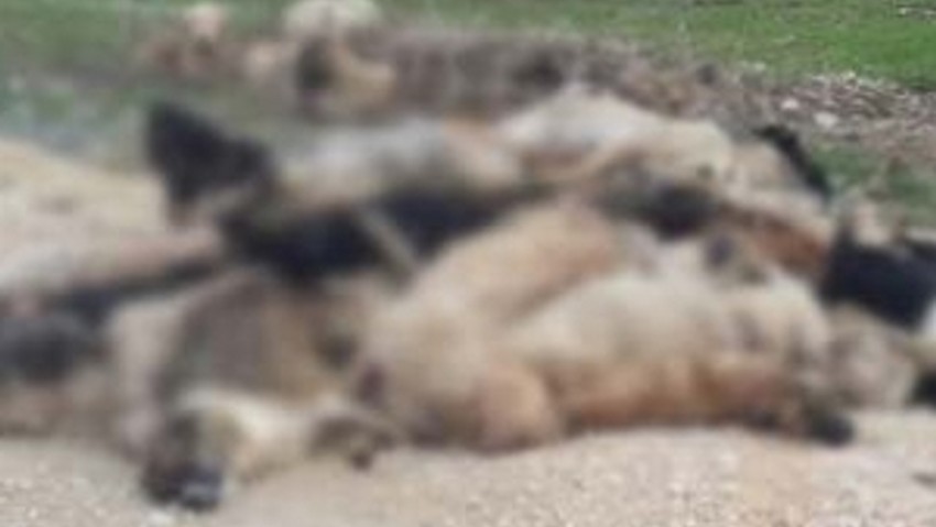 84 köpeği telef ettiler !
