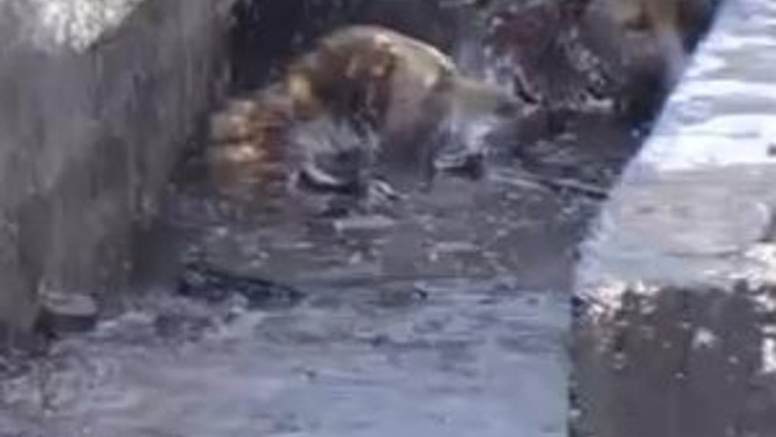 Köpekler petrol havuzuna düştü köylüler çıldırdı