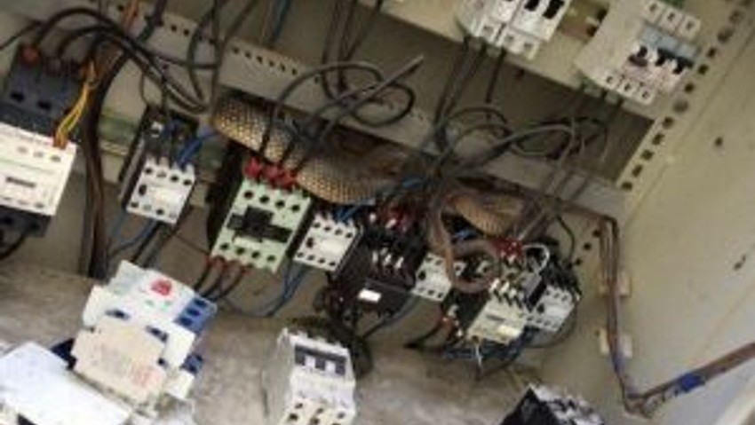 Elektrik Trafosu’ndan 2 Metrelik Yılan Çıktı