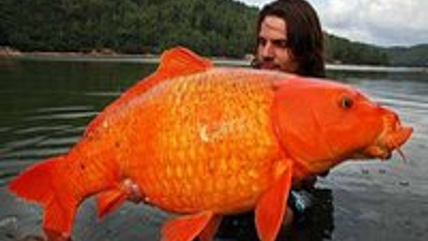 13 kiloluk dev Japon Balığı