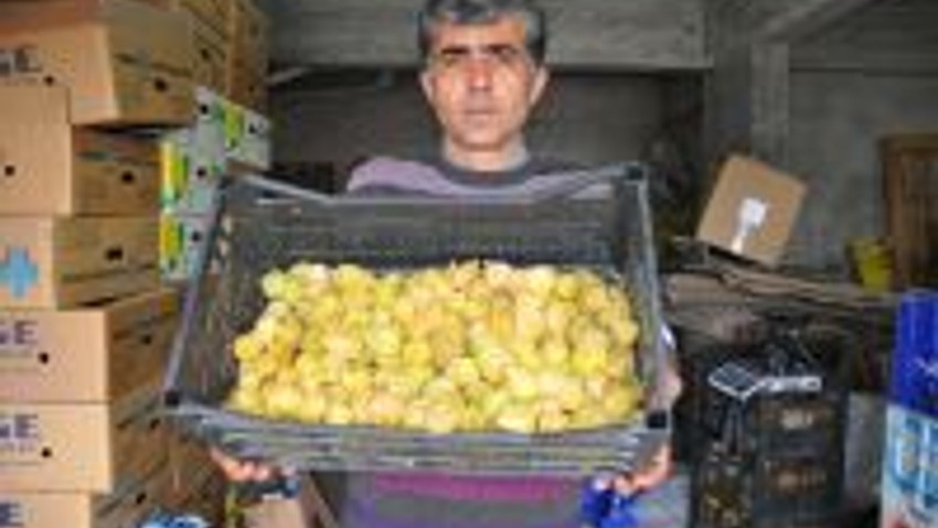 Altın çilek üreticisi Mustafa Uysal