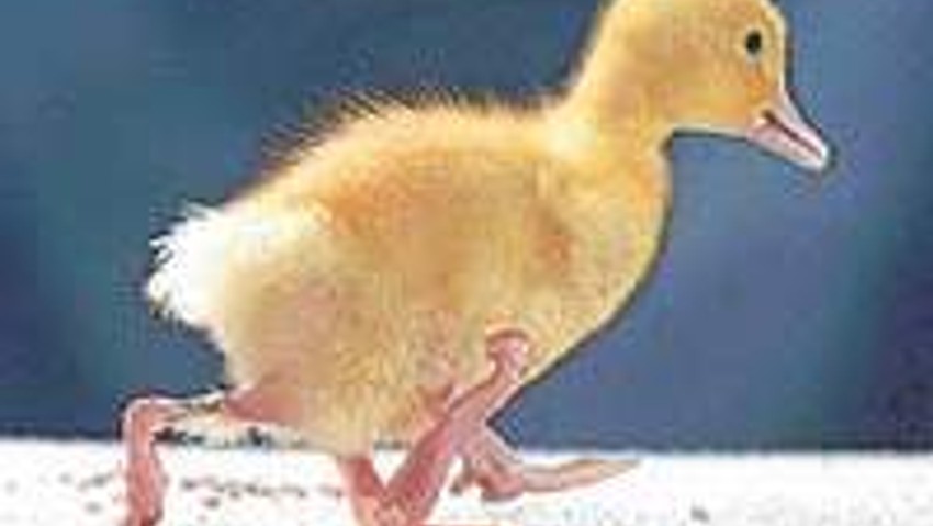 4 ayaklı ördek yürüyor