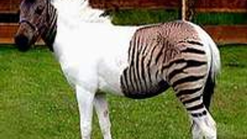 At mı, zebra mı, pijamalı eşek mi ?
