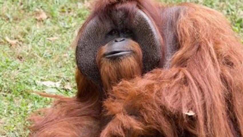 İşaret dili bilen orangutan öldü