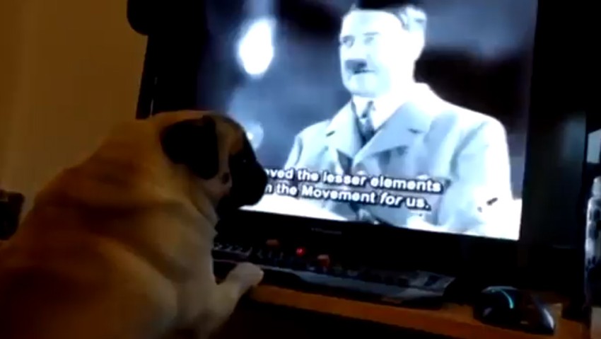 Nazi selamı veren köpeğe ceza