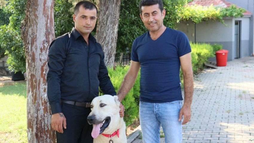 Antalya tatili ödüllü kangal bulundu