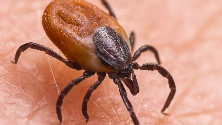 Bir ülkeyi ayağa kaldıran virüs! Aşısı da yok ilacı da!