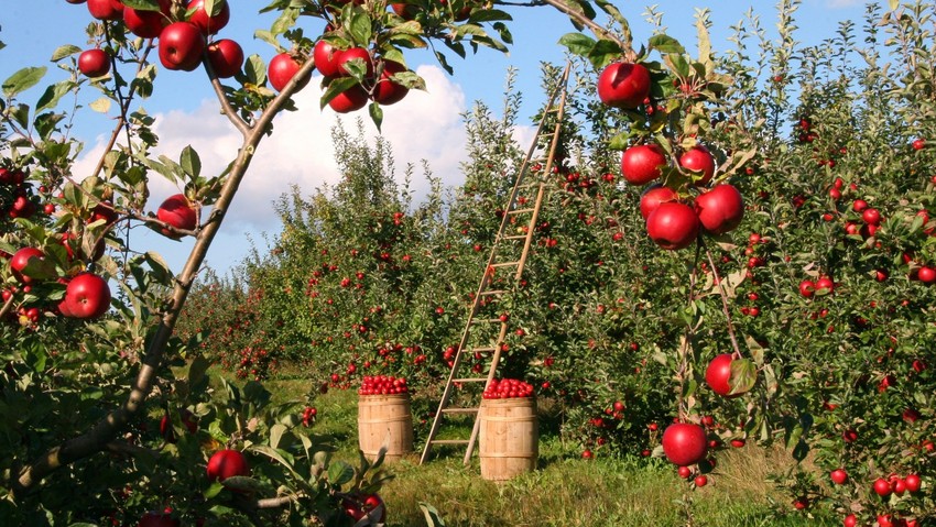 Çiftçiden gelir garantili alım başlıyor