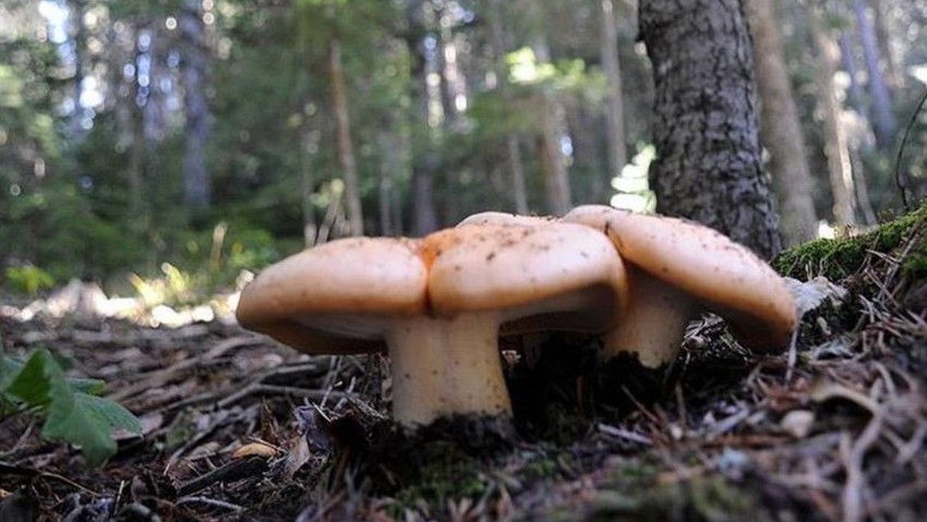 Kabus geri döndü! O ilimizde 21 kişi hastanelik oldu