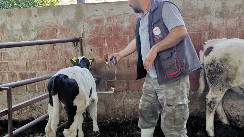 Yine şap hastalığı alarmı! 21 mahalle karantinaya alındı