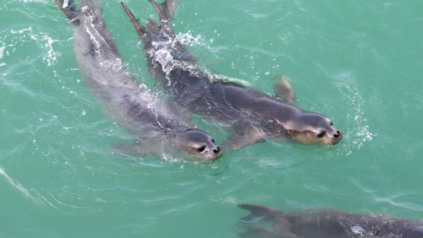 Antalya'da Akdeniz foklarına ''zincirli'' koruma - Resim: 4