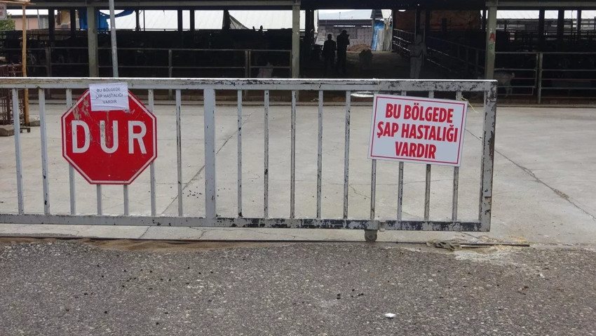 Tunceli ve Karaman'ın ardından Tunceli'de de şap karantinası