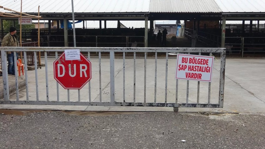 Bir ilimizde yine şap karantinası