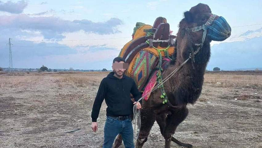 Deve güreşlerine kan bulaştı: 1 kişi öldü