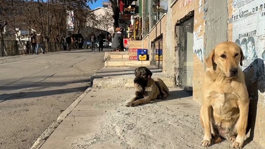 Valililik açıkladı: Sokak köpeklerinin toplatılmasına karar verildi