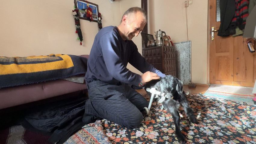 Felçli olarak doğan ve ''uyutulsun'' denilen bu minik ona can yoldaşı oldu