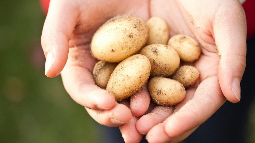 Türkiye'ye gönderilen 304 bin kilo patates iade edildi