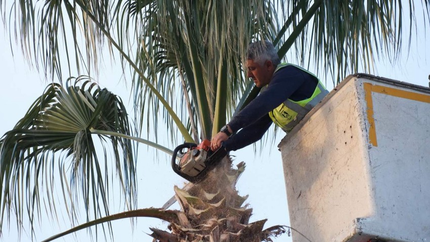 Bodrum'da Belediyeden Ağaç Budama Çalışması