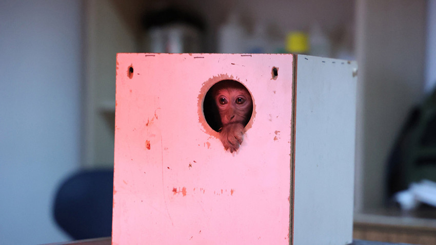 Türkiye'nin talihsiz ''Fıstık''ı yeni ailesine kavuştu