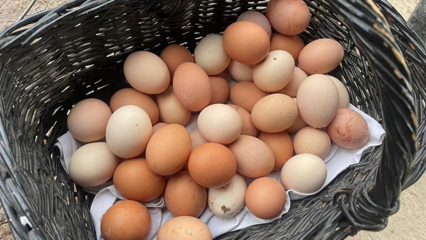 Yumurta kanatlandı, fiyatlar altı başını gidiyor! İşte artışın sebebi - Resim: 1