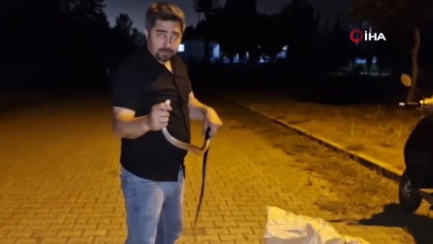 Dev yılanı evde nerede bulup çıkardığını görünce inanamayacaksınız