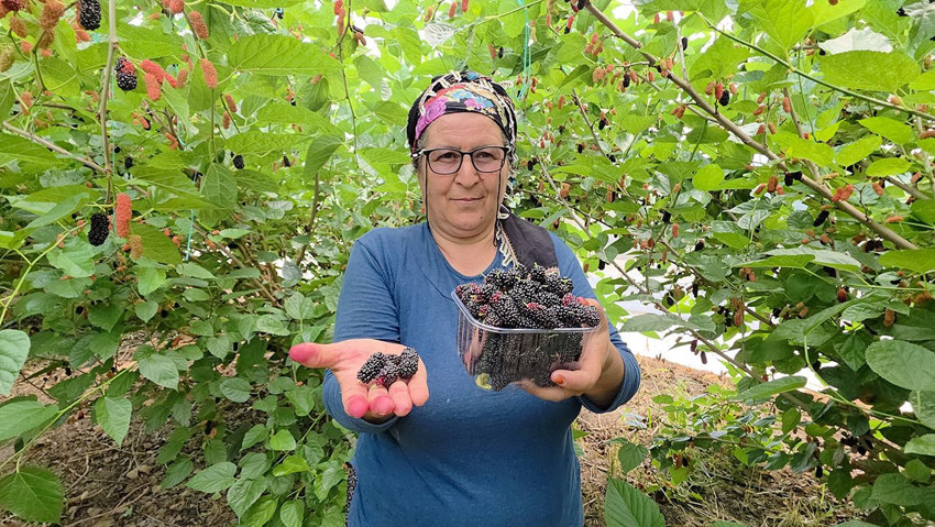 Silifke'de üretiliyor, tüm orta doğuya ihraç ediliyor! - Resim: 1