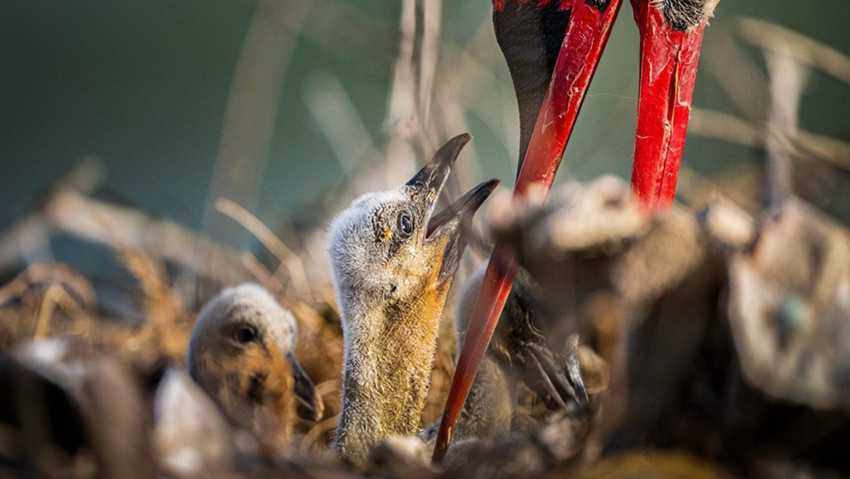 Yaren ve Nazlı leyleklerin yavruları artık uydudan takip edilebilecek