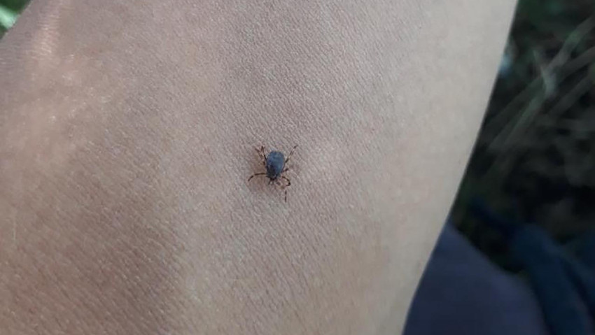 Kene bir can daha aldı