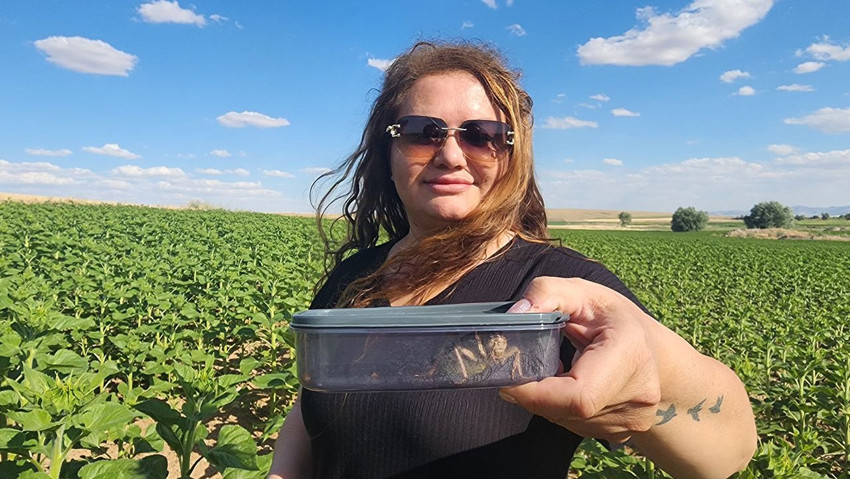 Nesli tükenme tehlikesi altındaki ''yamyam tombul'' canavar Türkiye'de görüldü - Resim: 3