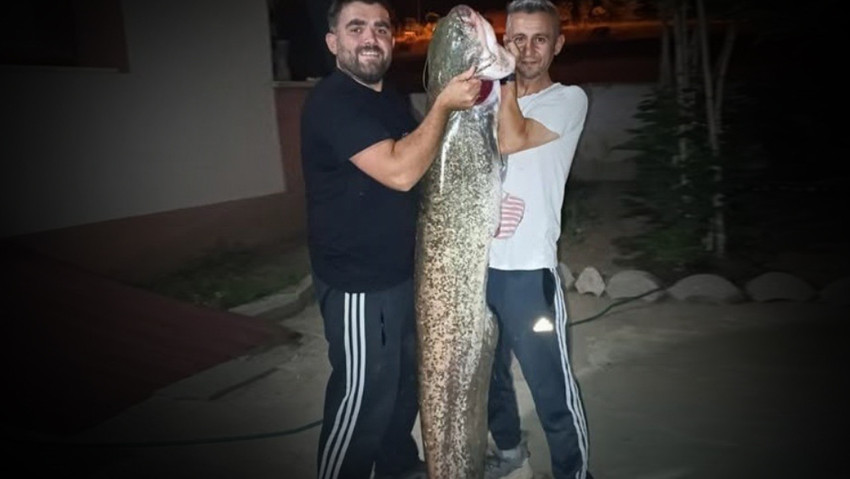 Sakarya Nehri'nde amatör balıkçılar bir dev yakaladı