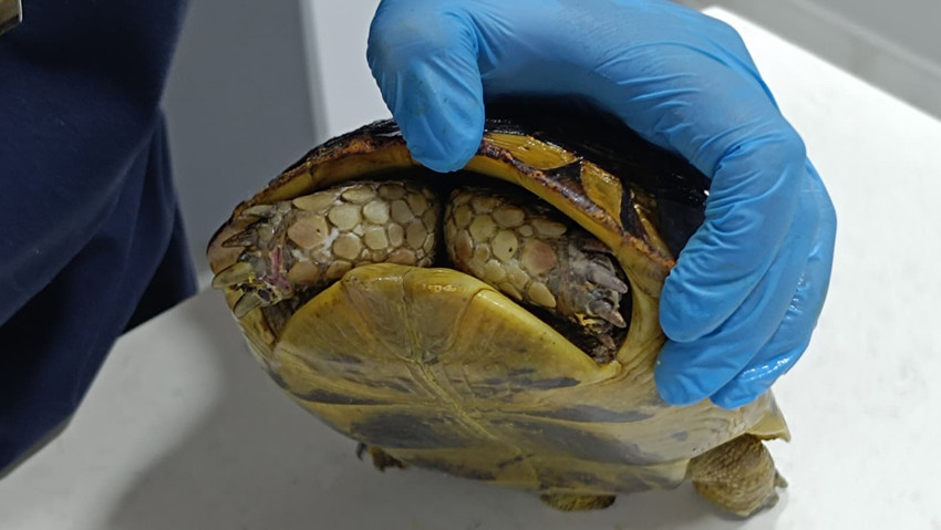 Orman yangınından kurtarılmıştı... Kabuğundan dışarı çıkmıyor