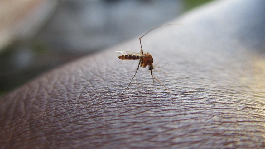 Yeni kabusun adı: Chikungunya! Vaka sayısı 7 bini aştı