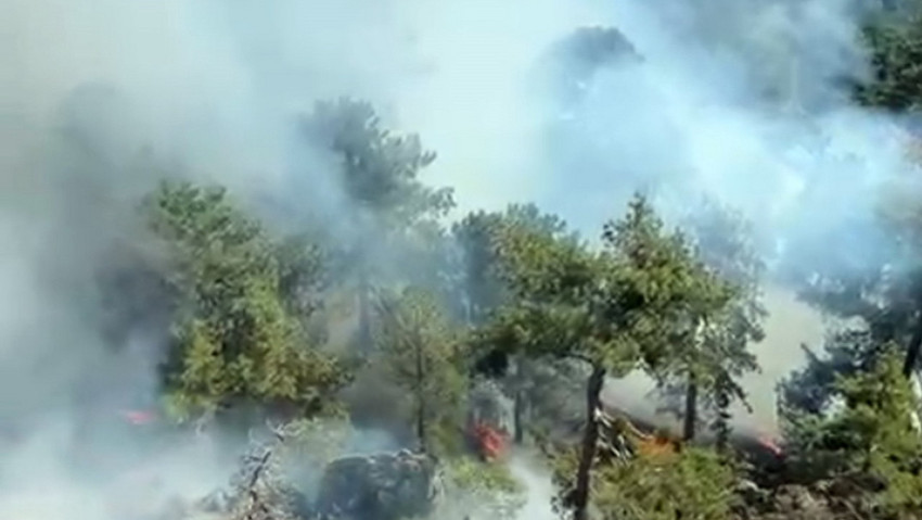 Muğla'da orman yangını