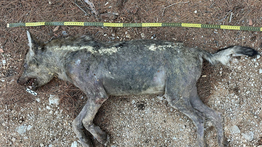 Anadolu'nun gizemli yırtıcısı çizgili sırtlan sanmışlardı, kurt çıktı