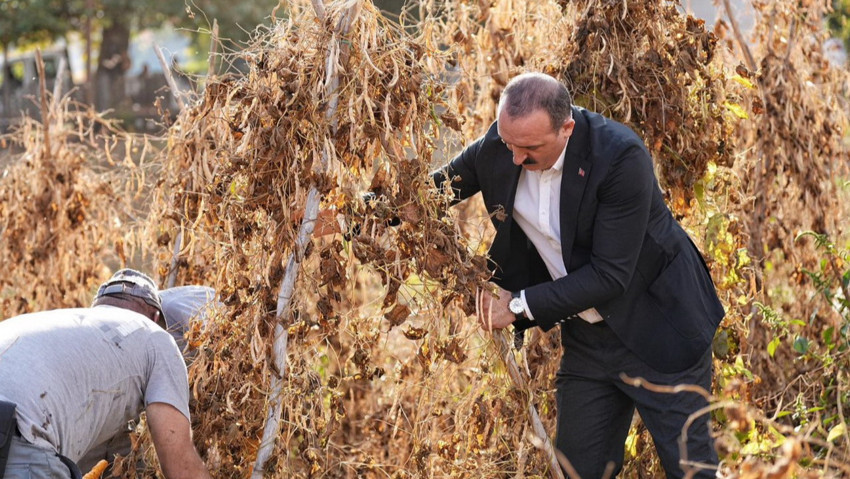 Konyaaltı Belediye Başkanı Kotan işçilerle fasulye hasadı yaptı