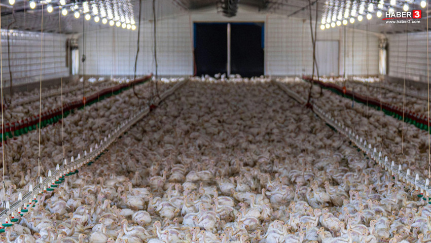 Türkiye'deki konkordato salgını bir sektöre daha sıçradı!