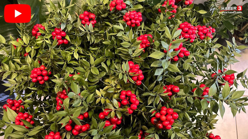 Türkiye'nin ''olmayan'' çiçeğini ormanlardan toplayıp yüzlerce TL'ye satıyorlar - Resim: 1